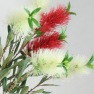 Bottle Brush flowers