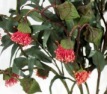 Eucalyptus Blossom, Large Gumnut