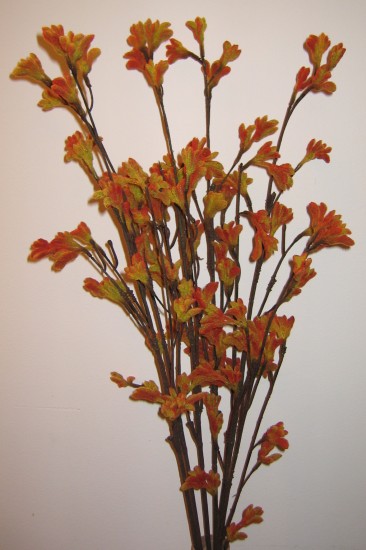 kangaroo paw flowers