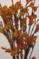 Kangaroo Paw