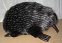 Echidna