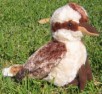 The best kookaburra toy